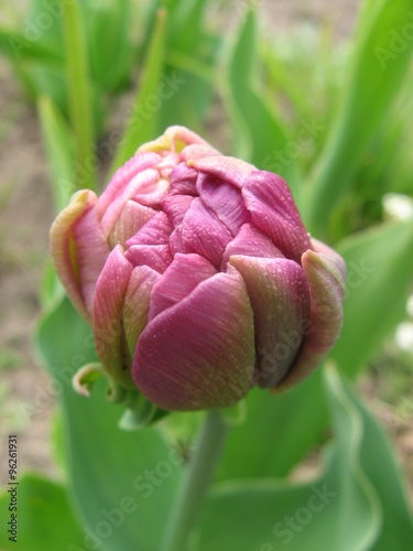 Bud of Peony Tulip 