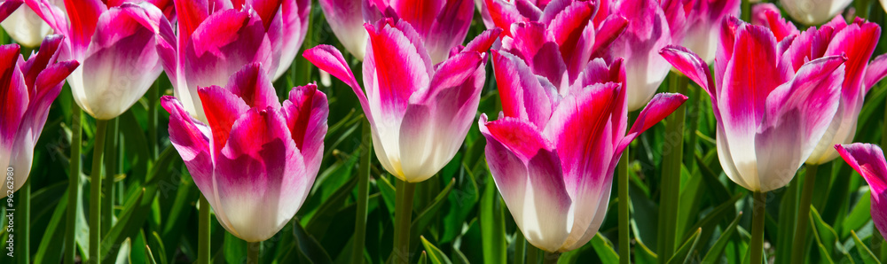 Fototapeta premium Tulip garden