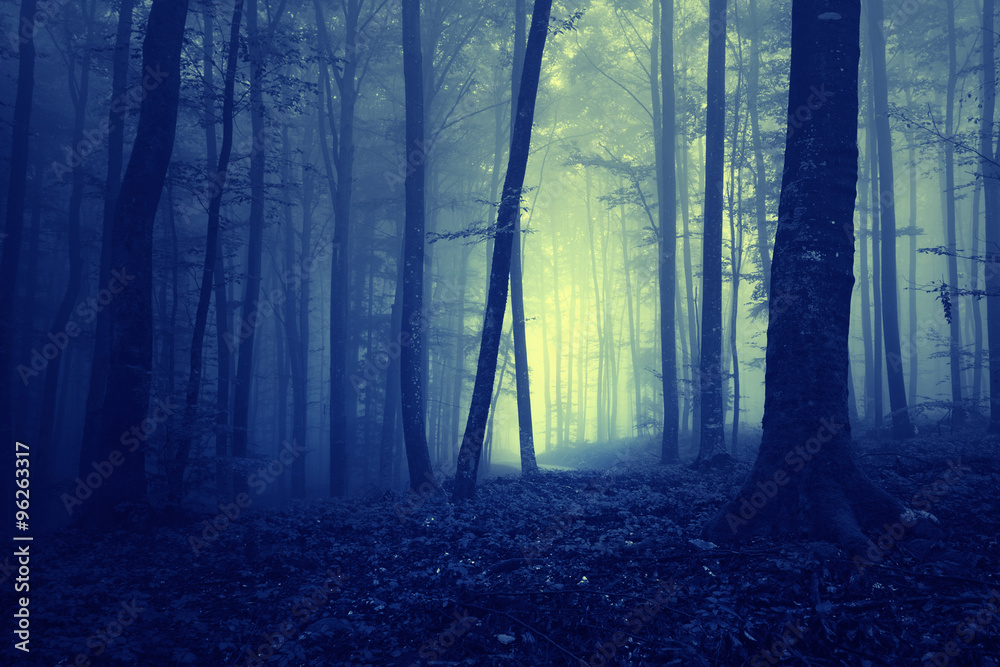 Creepy dark blue saturated foggy forest trees landscape. Color filter effect used.