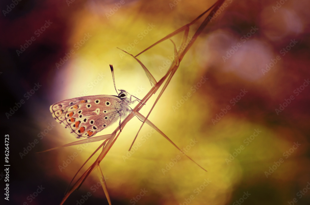 Obraz premium Butterfly