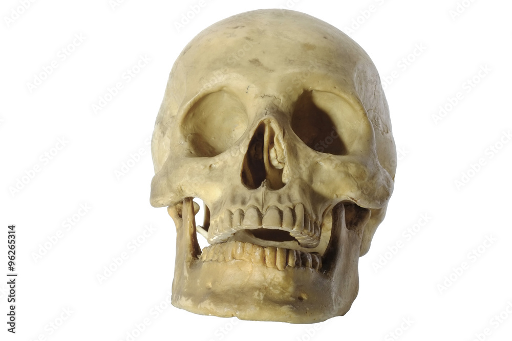 Obraz premium Skull head/Skull head on white background.