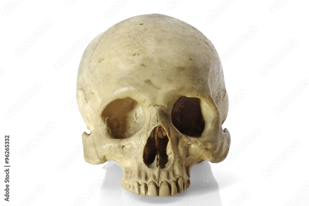 Obraz premium Skull head/Skull head on white background.