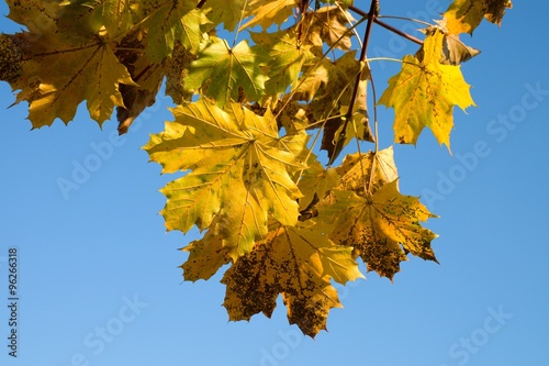Yellow and orange maple leaves with blue sky background. Rotten leaves.
