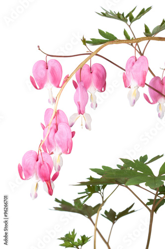 Fototapeta Naklejka Na Ścianę i Meble -  Bleeding Hearts