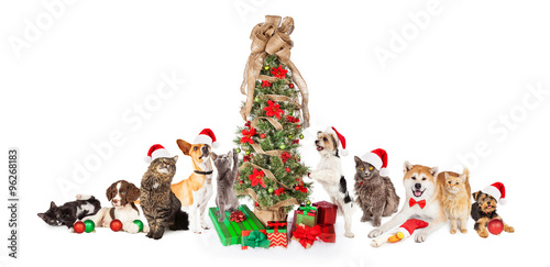 Group of Cats and Dogs Around Christmas Tree © adogslifephoto