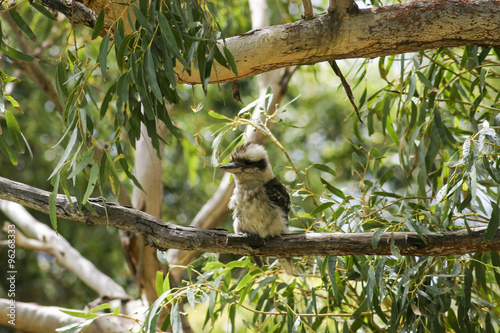 Kookaburra. Booderee National Park. NSW. Australia photo
