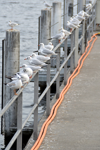 Seagulls at Lake Zurich