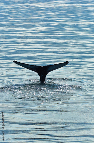 Watching humpback whale at Husavik bay area, north Iceland