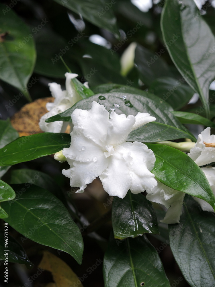 Obraz premium Gardénia en rosée