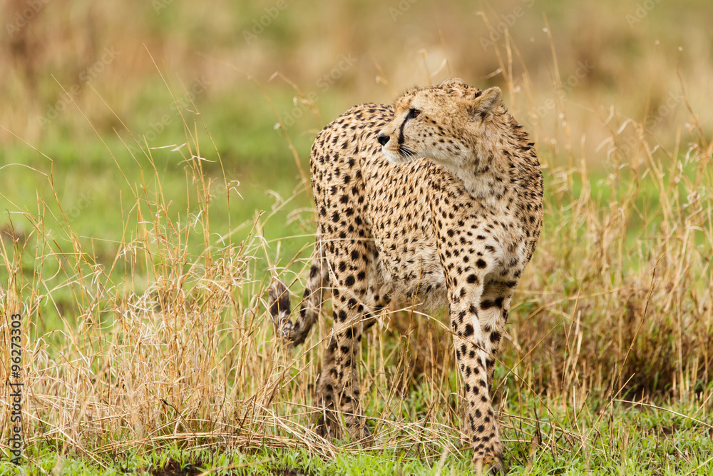 Naklejka premium Gepard