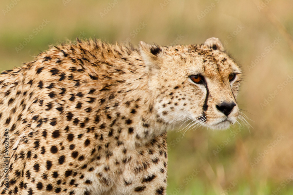 Gepard StockFoto Adobe Stock