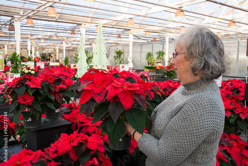 Woman Shopping for Poinsettias photo