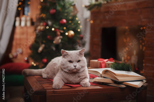 Fototapeta Naklejka Na Ścianę i Meble -  Gray british cat, Christmas and New Year