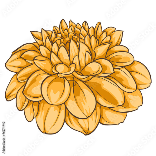 Fototapeta Naklejka Na Ścianę i Meble -  beautiful dahlia isolated on white background.