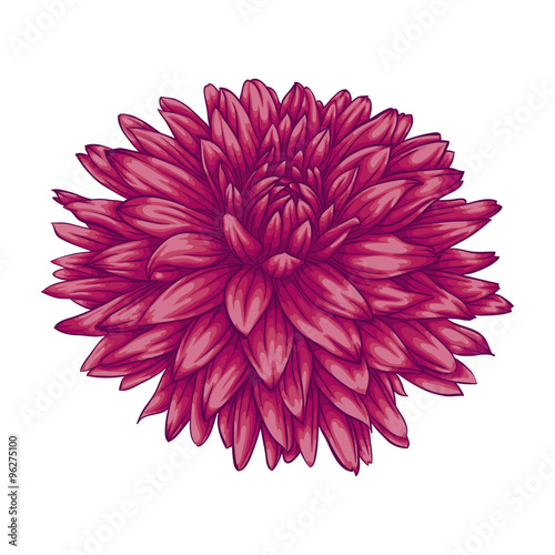 Fototapeta Naklejka Na Ścianę i Meble -  beautiful pink dahlia isolated on white background.