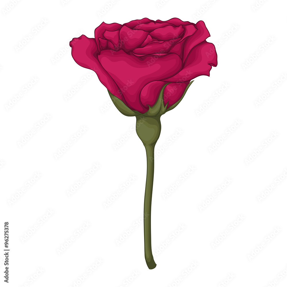beautiful red rose isolated on white background. beautiful red rose isolated on white background.