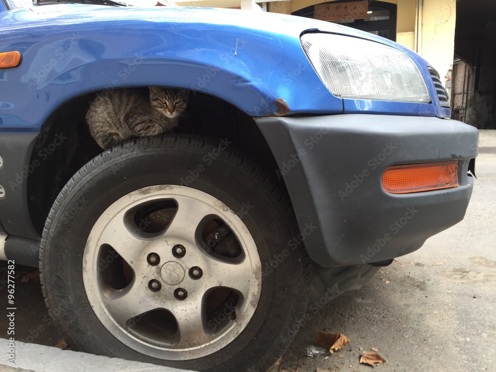 Gray Cat sitting on a whell of a car, hiding in a warm place, Tbilisi, Georgia