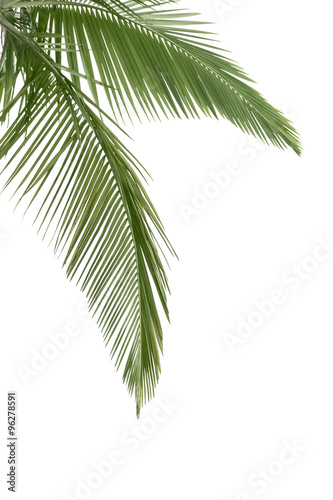 Green coconut leaves