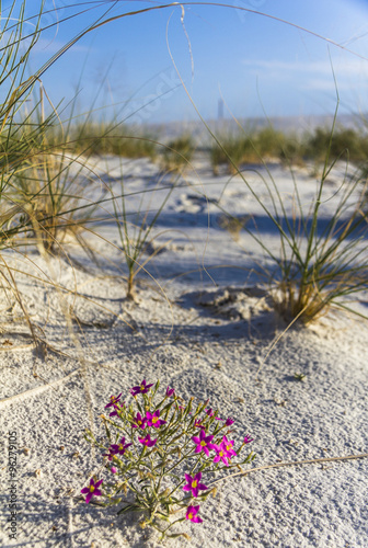 Purple flowers in white sand monument