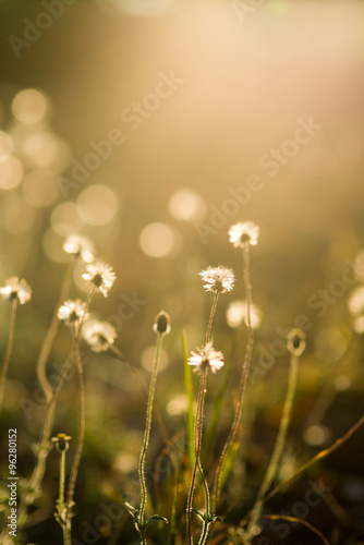 Glow  Light of plant, closeup photo