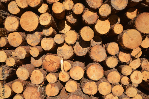 detalle del corte de los troncos de un árbol