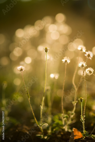 Glow Light of plant, closeup photo