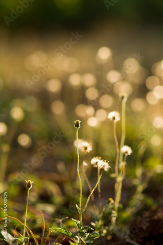 Glow  Light of plant, closeup photo