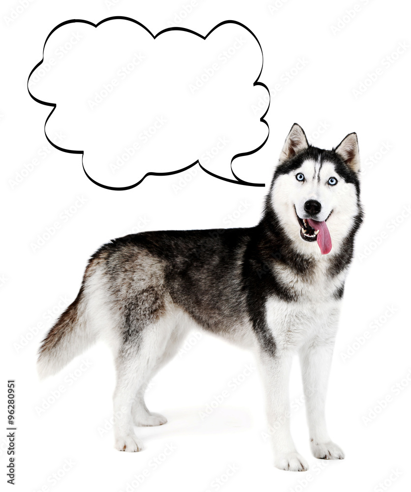 Fototapeta premium Dog with empty cloud bubble above her head, isolated on white