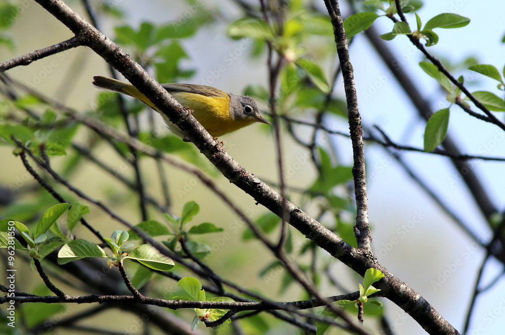 Nashville Warbler Perched on a Branch Nashville Warbler Perched on a Branch