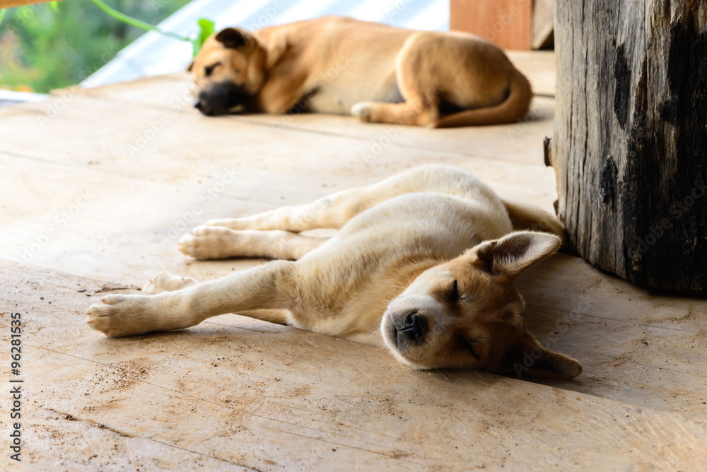 Thai young dog sleeping on wooden floor with its friend.