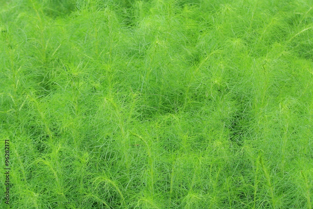 Fresh green bush of Shatavari (Asparagus racemosus Willd.)
