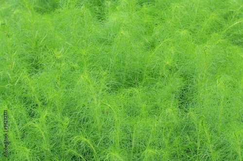 Fresh green bush of Shatavari (Asparagus racemosus Willd.) photo