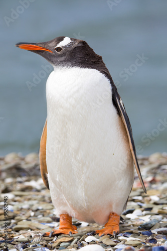 Penguin on shingle beach.