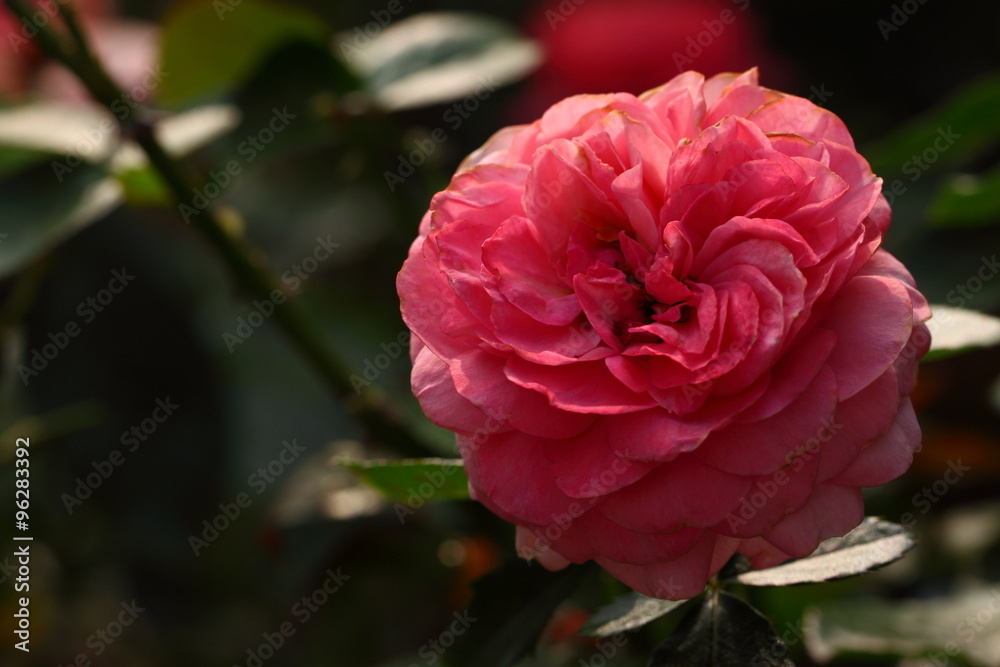 Rose/Beautiful Rose flower in the garden
