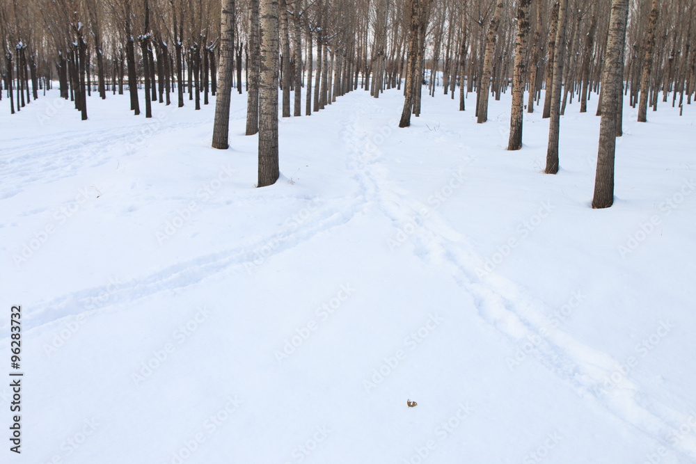 Footprints in the snow forest Footprints in the snow forest