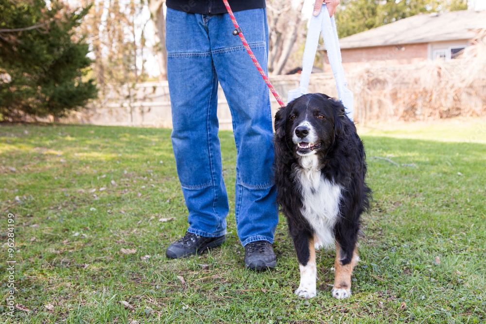 Fototapeta premium Post surgery dog goes for walk