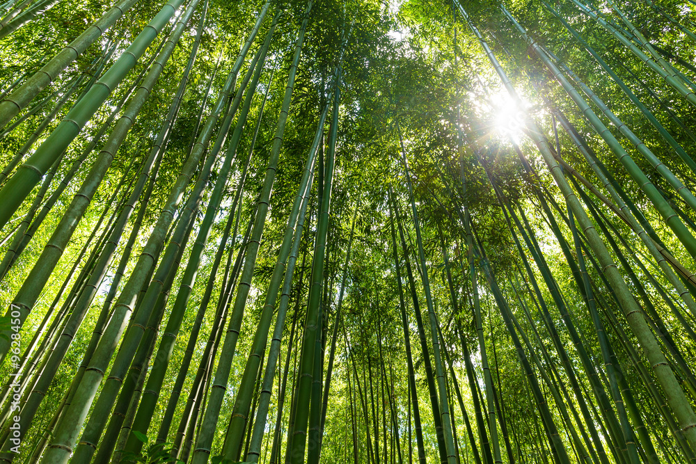 Bamboo forest