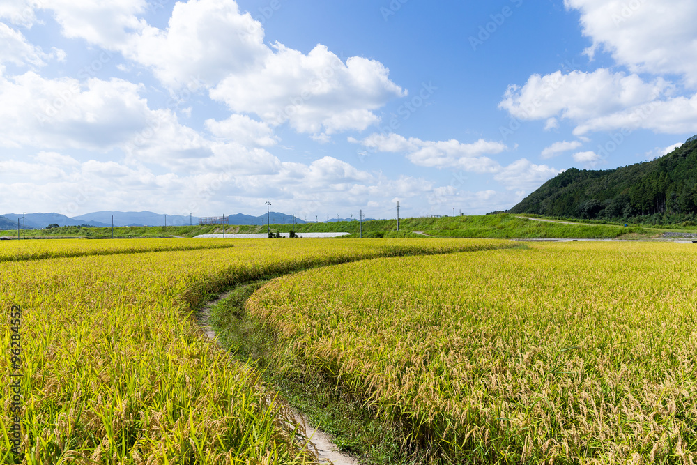 Fototapeta premium Footpath via Paddy rice meadow