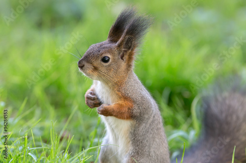 squirrel in the grass closeup
