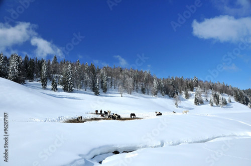 herd of wild horses in the snow
