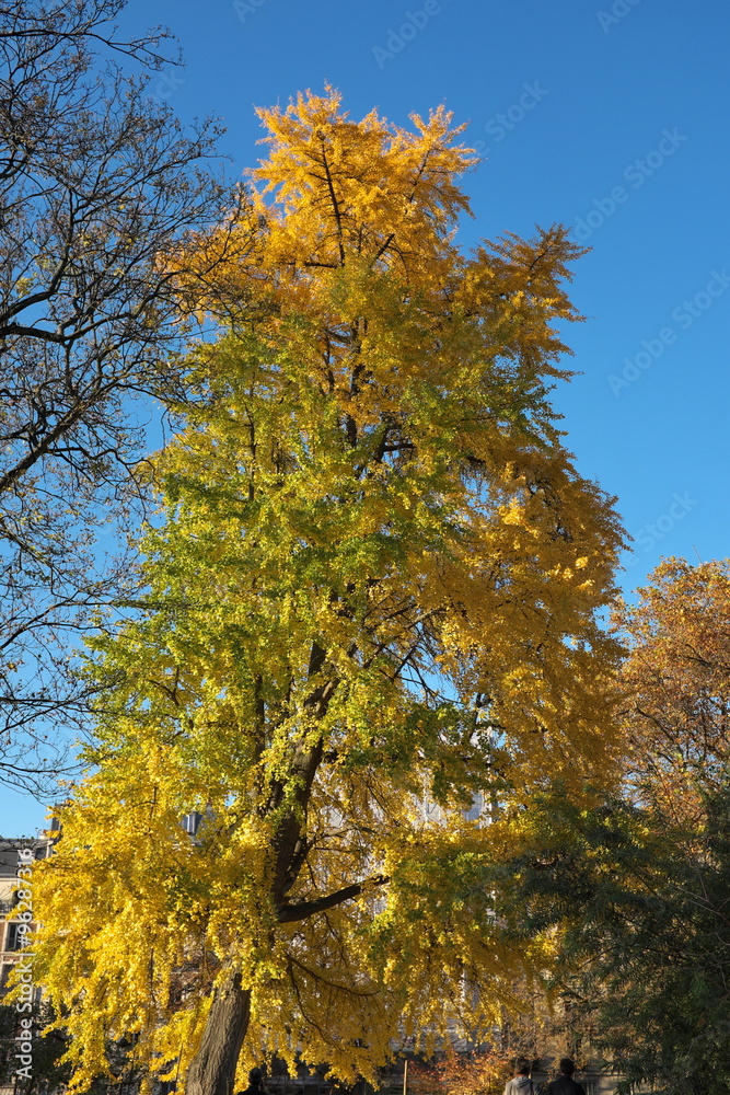feuillage doré du  Ginkgo biloba en automne.