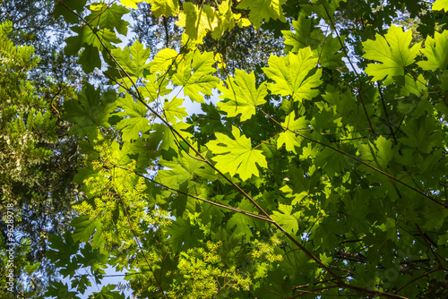 Large fresh green maple leaves with sun shining through & around them in a forest