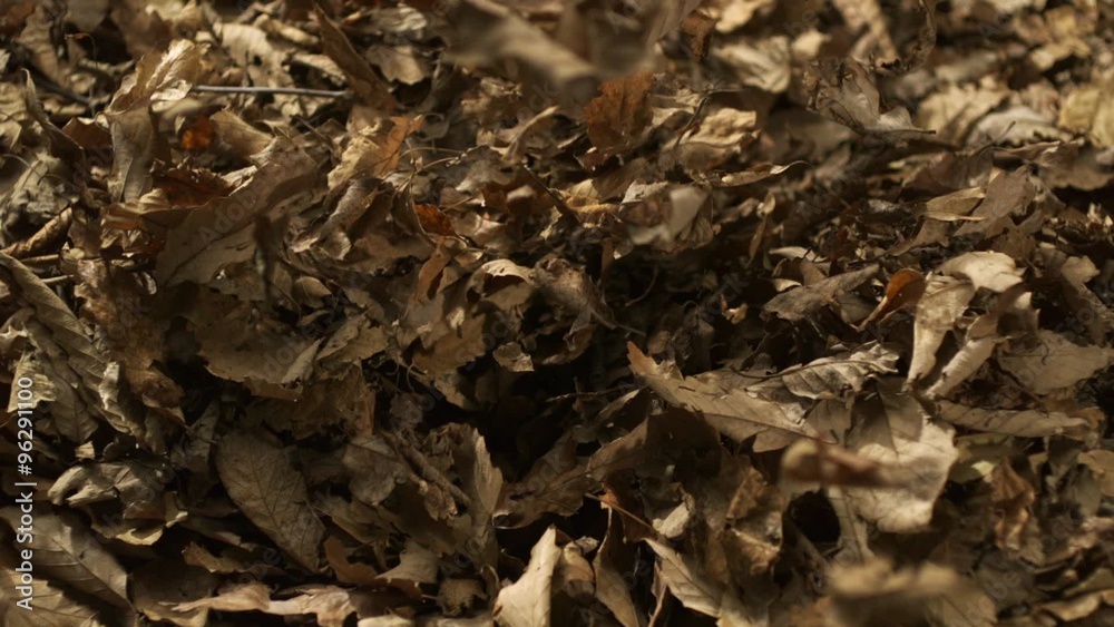 Dried leaves falling on black background shooting with high speed camera, phantom flex.