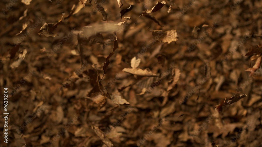 Dried leaves falling on black background shooting with high speed camera, phantom flex. Dried leaves falling on black background shooting with high speed camera, phantom flex.