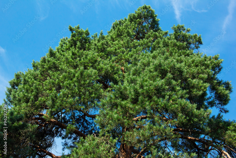 green spruce on a sky background