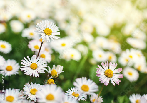 Fototapeta Naklejka Na Ścianę i Meble -  white daisy flowers
