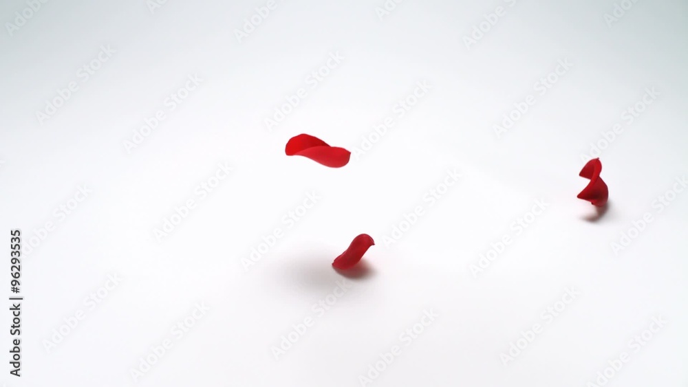 Faling red rose petal shooting with high speed camera, phantom flex.