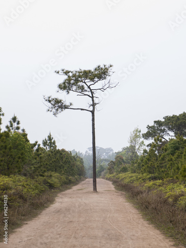 Landscape, Phukadung National park, Thailand photo