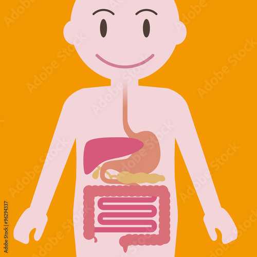 human digestive organs, simplified illustration