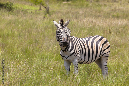 Zebra wildlife animal wilderness park